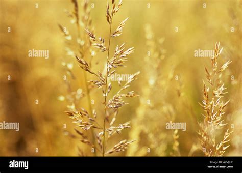 Close Up Of Mature Seedheads Of Rough Meadow Grass Or Poa Trivialis