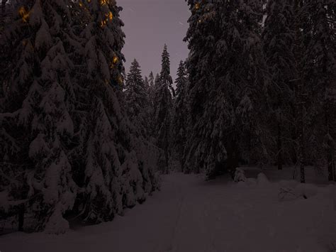 Dark winter forest - Play Raw - discuss.pixls.us