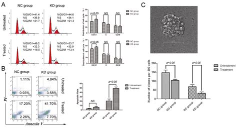 Sirt1 Knockdown Induced Cell Cycle Arrest And Apoptosis While Reducing