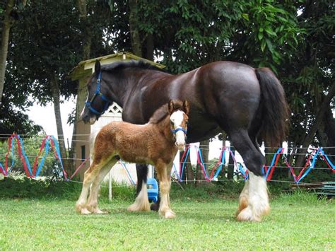 17 Best images about Clydesdale Foal Ref on Pinterest | Horses for sale ...