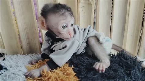 Baby Monkey Jojo Sleep Youtube