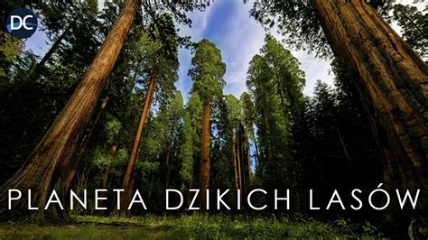 Planeta Dzikich Las W Przebudzenie Ycia Film Przyrodniczy Lektor