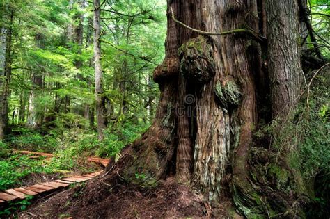 Western Red Cedar At Jurassic Grove Near Port Renfrew Vancouver Island