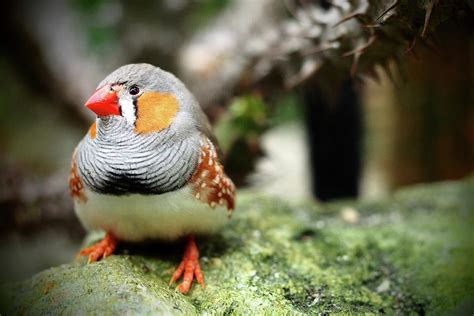 Zebra Finch by Annhfhung