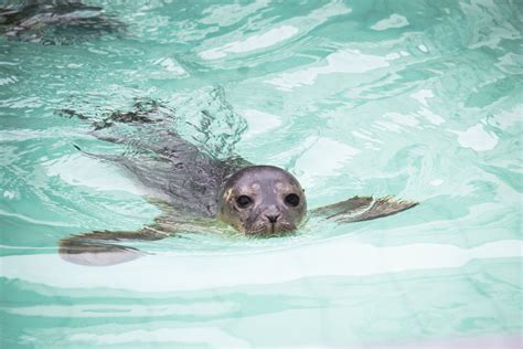 Harbor Seal Pup Swimming
