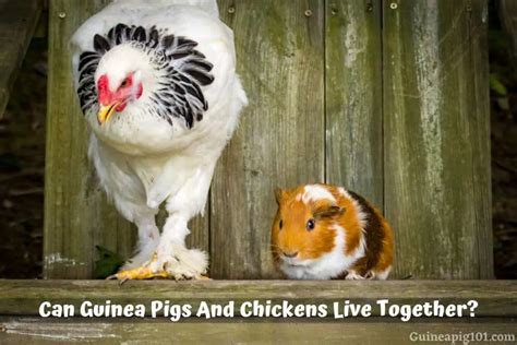 Can Guinea Pigs Eat Chicken Postureinfohub