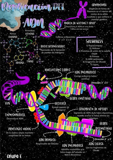 Replicaci N Del Adn Infograf A Medihinweis Udocz