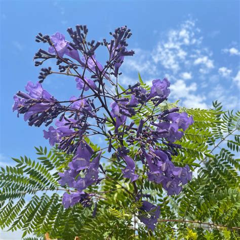 Peppermint Flowering Peach | C&J Gardening Center