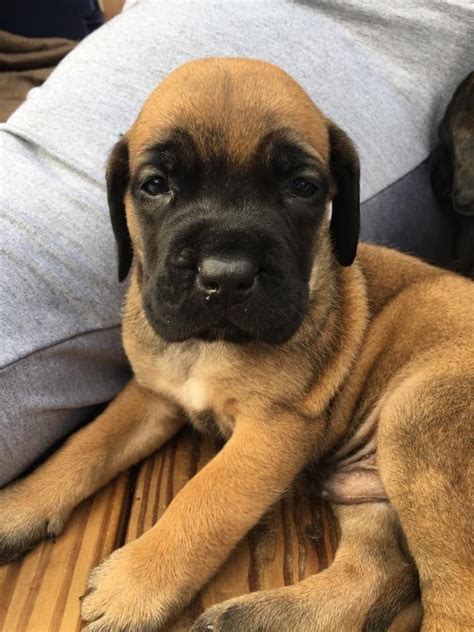 American Mastiff Puppies For Sale | Alexandria, VA #344373