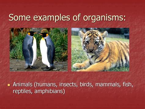 NOTE SHEET 1 – Introduction to Biology - ppt download 