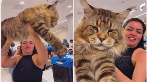 Fotos GATO do BRASIL pode ser eleito MAIOR do MUNDO Conheça Chartreux