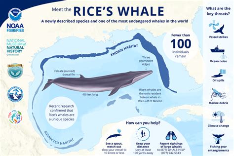 Rice's Whale | NOAA Fisheries