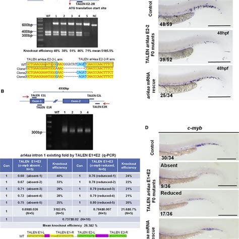 Knockout Of Zebrafish Arl4aa Perturbed Definitive Hematopoiesis In F2