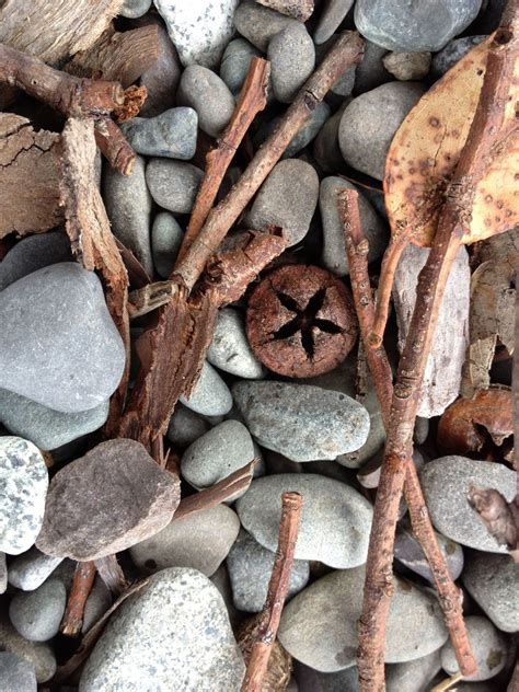 Free Images Driftwood Tree Nature Rock Branch Wood Leaf Trunk