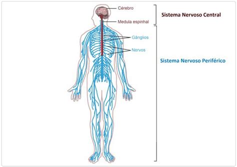 O Sistema Nervoso Periférico - Anatomia Do Sistema Nervoso Periferico Revisão AV
