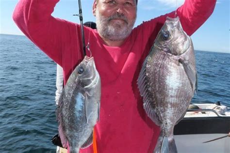 La dorade grise un poisson combatif et une pêche ludique pour tous