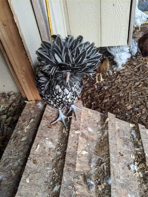 Silver Laced Polish Chicken Baby Chicks For Sale Cackle Hatchery