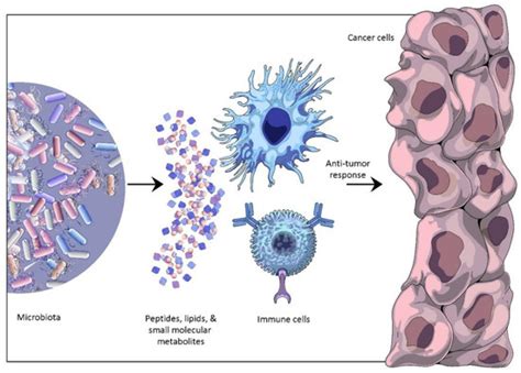 Microbiota And Extracellular Vesicles In Anti Pd 1 Pd L1 Therapy