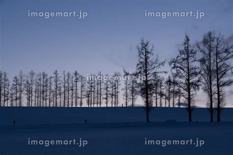 冬の夕暮の空と雪原のカラマツ並木 美瑛町の写真素材 237186858 イメージマート