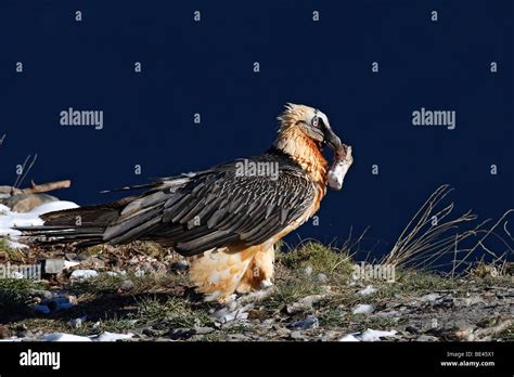 Vulture eating hi-res stock photography and images - Alamy