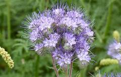 Lacy Phacelia Growing