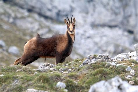 Wildlife in the Cantabrian Mountains