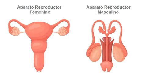 Sistema Reproductor Del Cuerpo Humano Porn Sex Picture