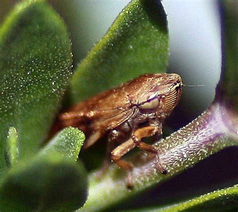 Could This Be A Spittle Bug Philaenus Spumarius Bugguide Net