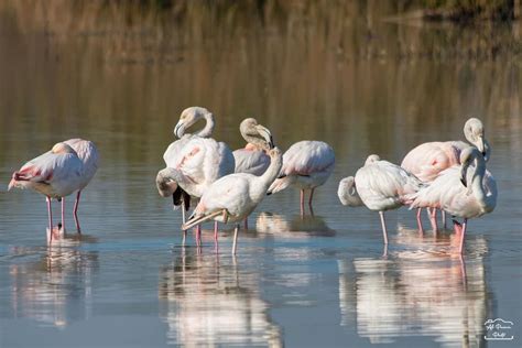 Padule Di Fucecchio Lo Spettacolo Dei Fenicotteri Rosa Gonews It