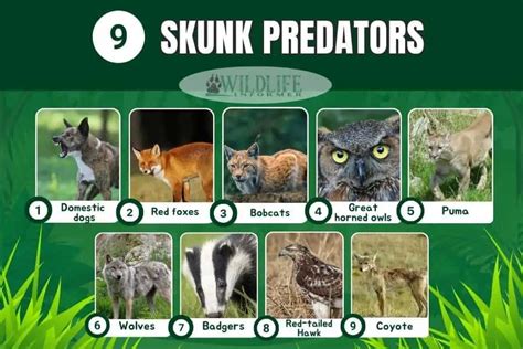 9 Interesting Examples of Skunk Predators - Wildlife Informer