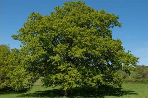 British Grown Bare Root And Pot Grown Tree Saplings Wide Range Of Species