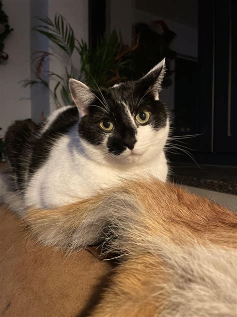 Recently got my first ever cat and he has been the light of my life : r