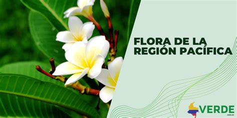 Hidrografía de la región Andina Colombia Verde