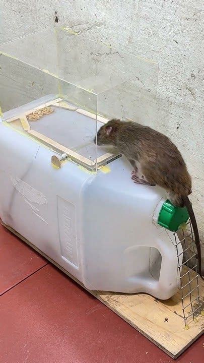 Best Rat And Mouse Trap Easy To Make Diy Rat Mouse Mouse Traps Rat Traps Mouse Trap Diy