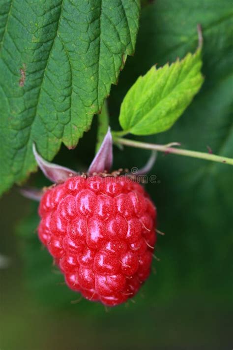 Raspberry Stock Image Image Of Farm Agriculture Detailed