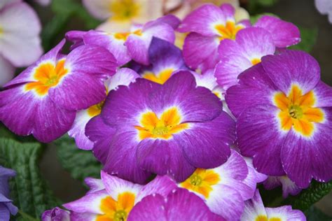 Flower Primrose Color Purple - Free photo on Pixabay