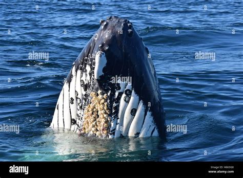 A humpback whale spy hopping, with barnacles visible on the belly Stock ...