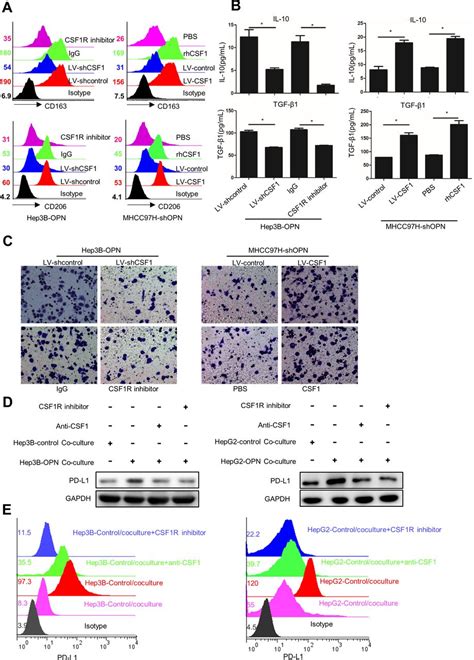 Disruption Of Tumour Associated Macrophage Trafficking By The