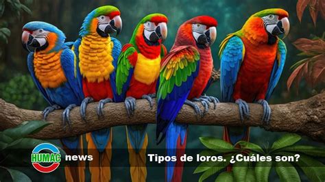 LOROS Que HABLAN Características Tipos Y Razas 49 OFF