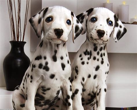 Dalmatian Puppy wallpaper | 1280x1024 | #12626