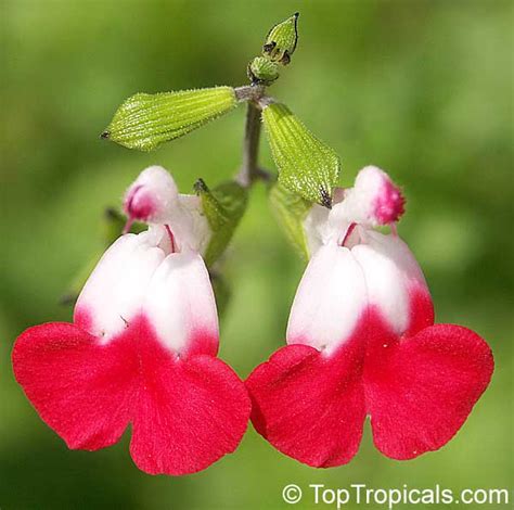 Salvia Microphylla Hot Lips Salvia Hot Lips Top Tropicals Plant Encyclopedia