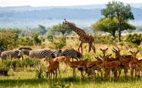 3 Days Mikumi Safari Mikumi National Park Tanzania Tours