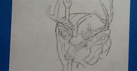 Mule Deer Drawing Progression Album On Imgur