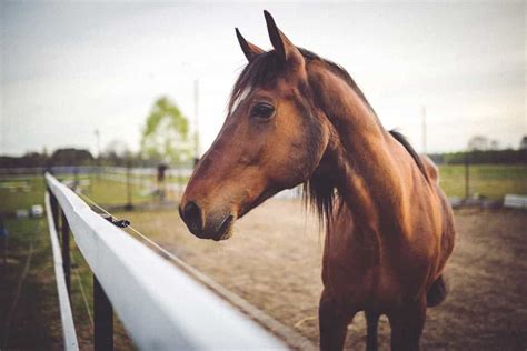 Horse Photography 101 | Cole's Classroom