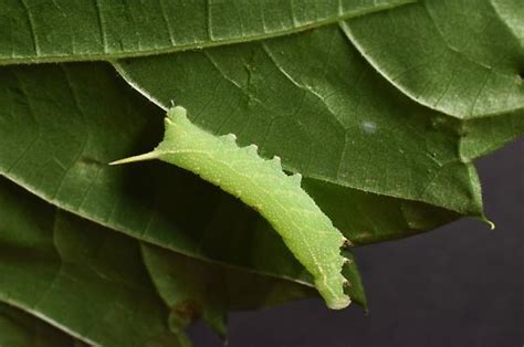 Virginia Creeper Sphinx Caterpillar Darapsa Myron BugGuide Net