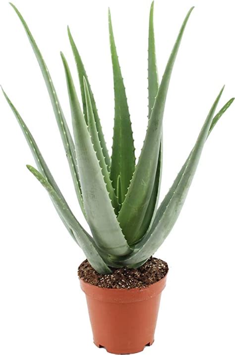 Aloe Vera Planta De Continente Fica Pt