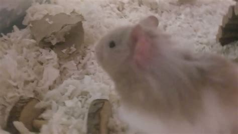 Einstein The Hamster Youtube