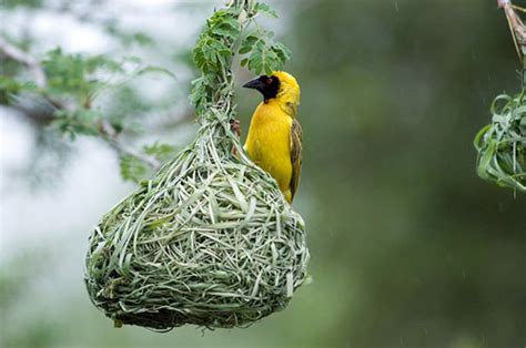 Blog de Arinda LAS AVES TIPOS DE NIDOS E INCUBACIÓN