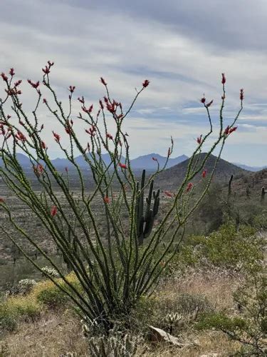 Best Forest Trails In Phoenix Sonoran Desert Preserve Alltrails