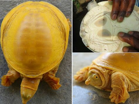 Rare Golden Turtle Found In Nepal Its Golden Shell Due To An Ultra Rare